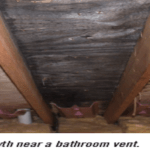 Mold growth in the attic near a bathroom vent