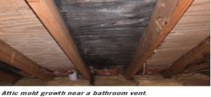 Mold growth in the attic near a bathroom vent